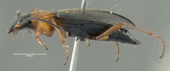 Media type: image;   Entomology 602276 Aspect: habitus lateral view